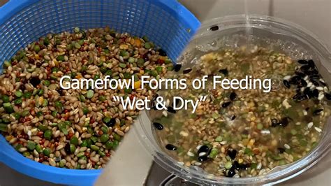 once a day feeding for gamefowl|The Keep: Feeding (A Conditioning System for Preparing .